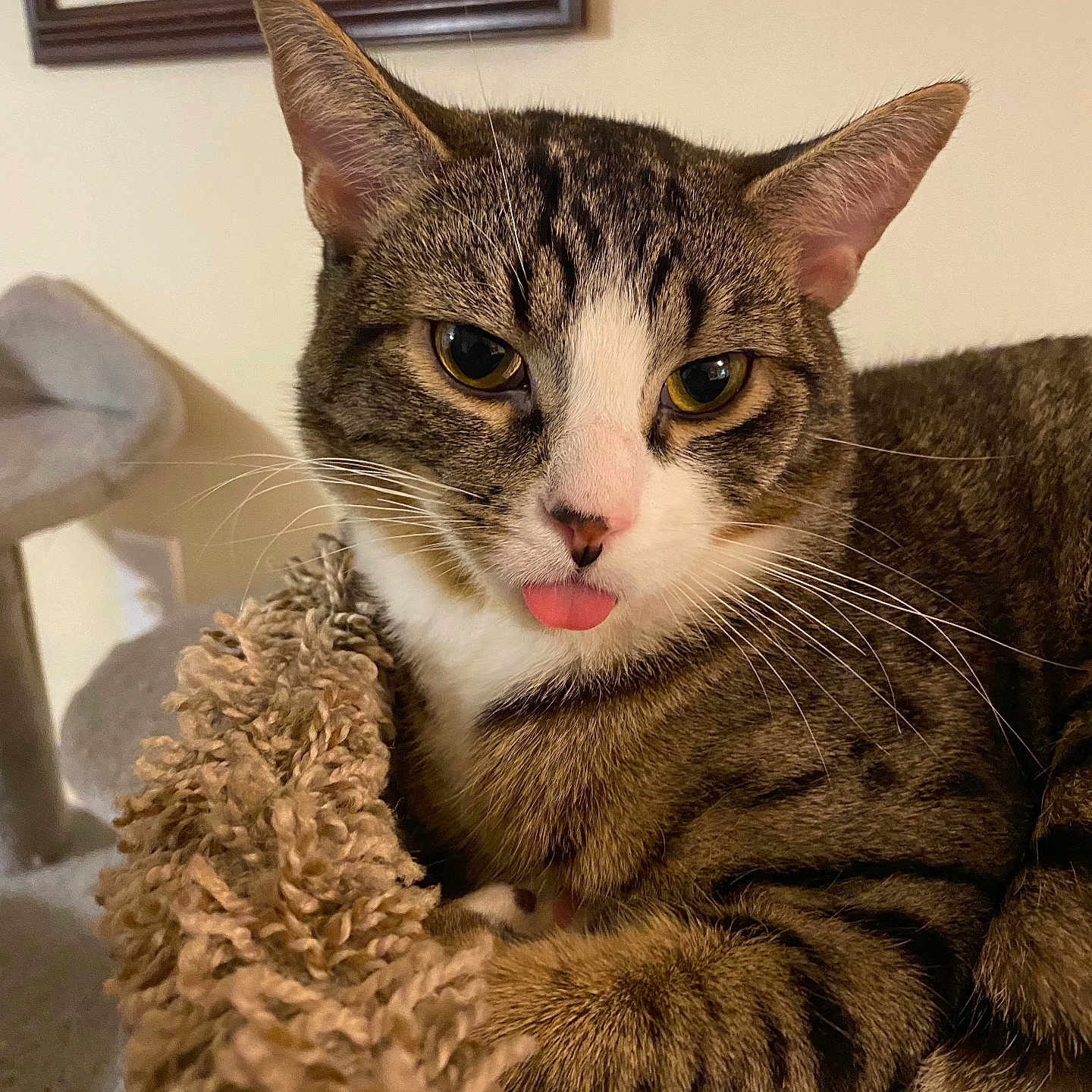 Dinkie is registered to the contest to win money with this photo: abyssinian, angora, animal, blanket, bodypart, cat, couch, egyptiancat, face, furniture, head, indoors, kitten, manx, mouth, person, pet, photography, portrait, tongue