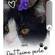 Perle a rejoint le concours — aidez-le/la à gagner de superbes lots ! animal, black_and_white, cat, close_up, cute, doodle, ears, face, feline, flower, heart, nose, paw_print, pet, portrait, purple_flower, soft_light, text_overlay, whiskers, yellow_eyes