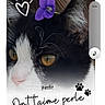 animal, black_and_white, cat, close_up, cute, doodle, ears, face, feline, flower, heart, nose, paw_print, pet, portrait, purple_flower, soft_light, text_overlay, whiskers, yellow_eyes
