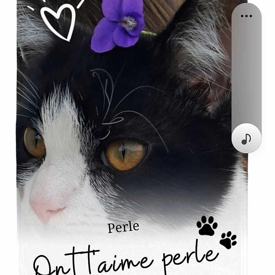 Perle