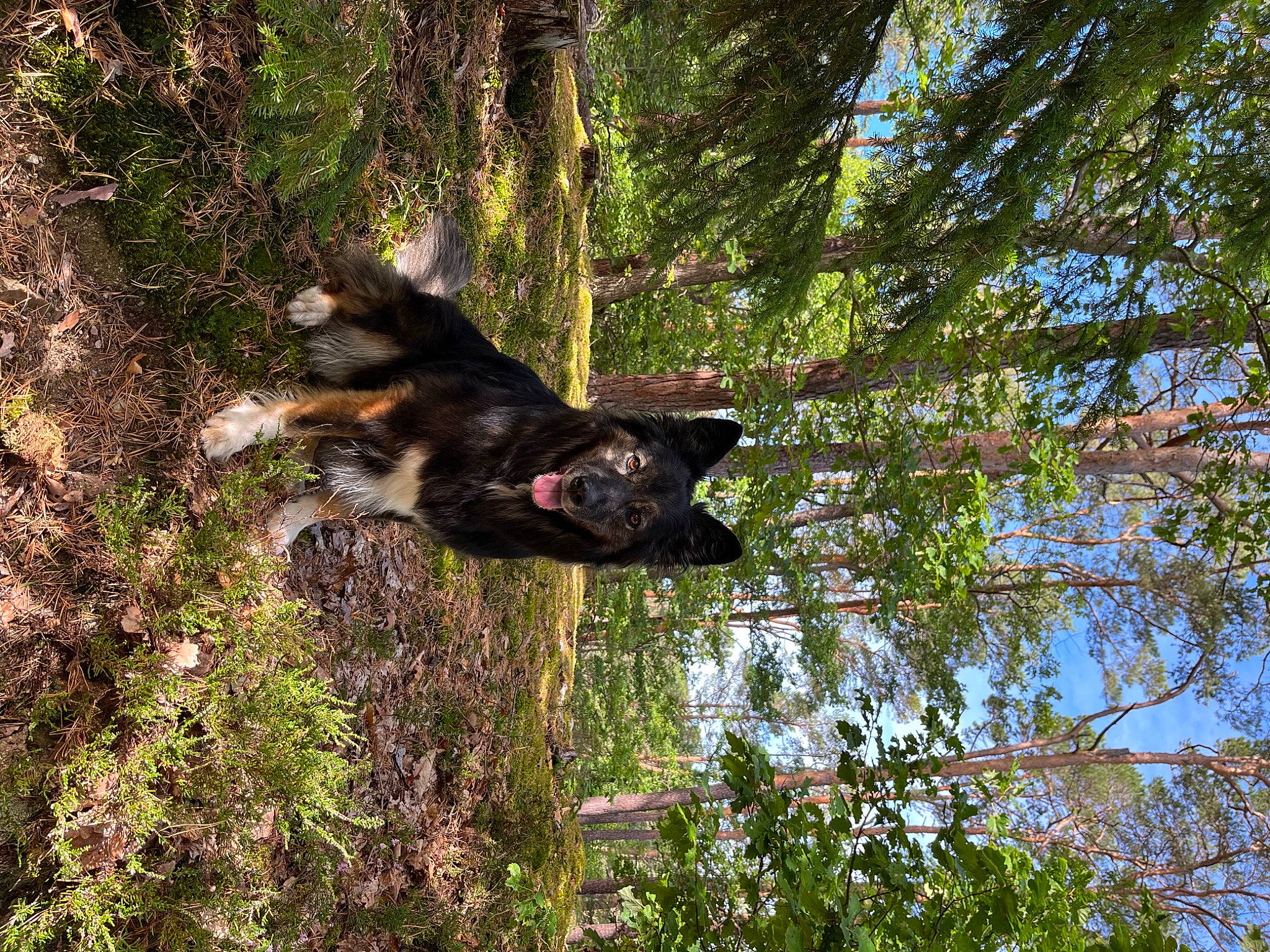Jeina participe au concours pour gagner de l'argent avec cette photo : canidae, carnivore, dog, dog_breed, forest, grass, herding_dog, king_shepherd, nature_reserve, northern_hardwood_forest, old_german_shepherd_dog, plant, sporting_group, temperate_broadleaf_and_mixed_forest, terrestrial_animal, tree, trunk, wildlife, woodland, working_animal