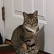 Tiger is registered to the contest to win money with this photo: cat, tabby, indoor, door, pet, animal, feline, fur, whiskers, shadow, curious, sitting, brown, white, paw, floor, household, domestic, quiet, calm