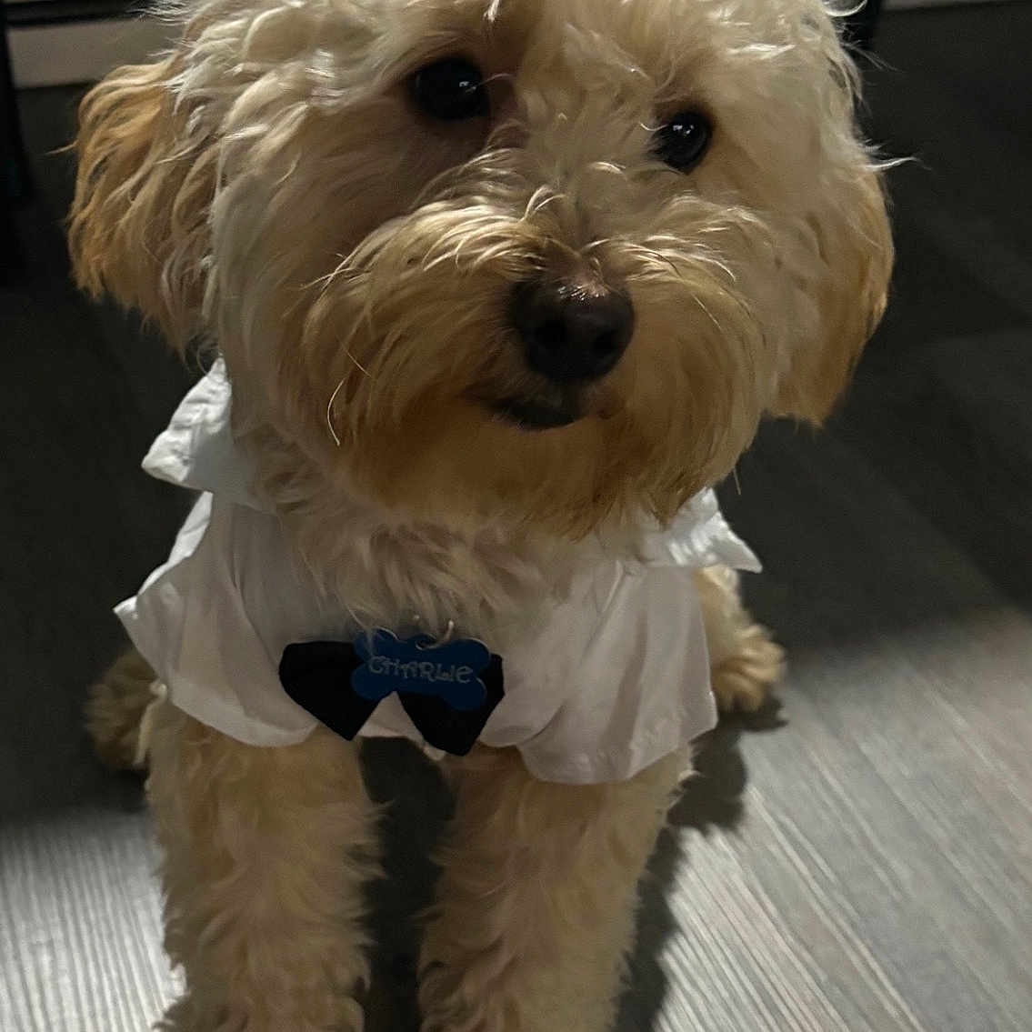 Charlie is registered to the contest to win money with this photo: adorable, animal, bow_tie, close_up, companion, curly_fur, cute, dog, domestic_animal, facing_camera, fluffy, indoor, light_shadow, pet, pet_clothing, portrait, shirt, small_dog, standing, wooden_floor