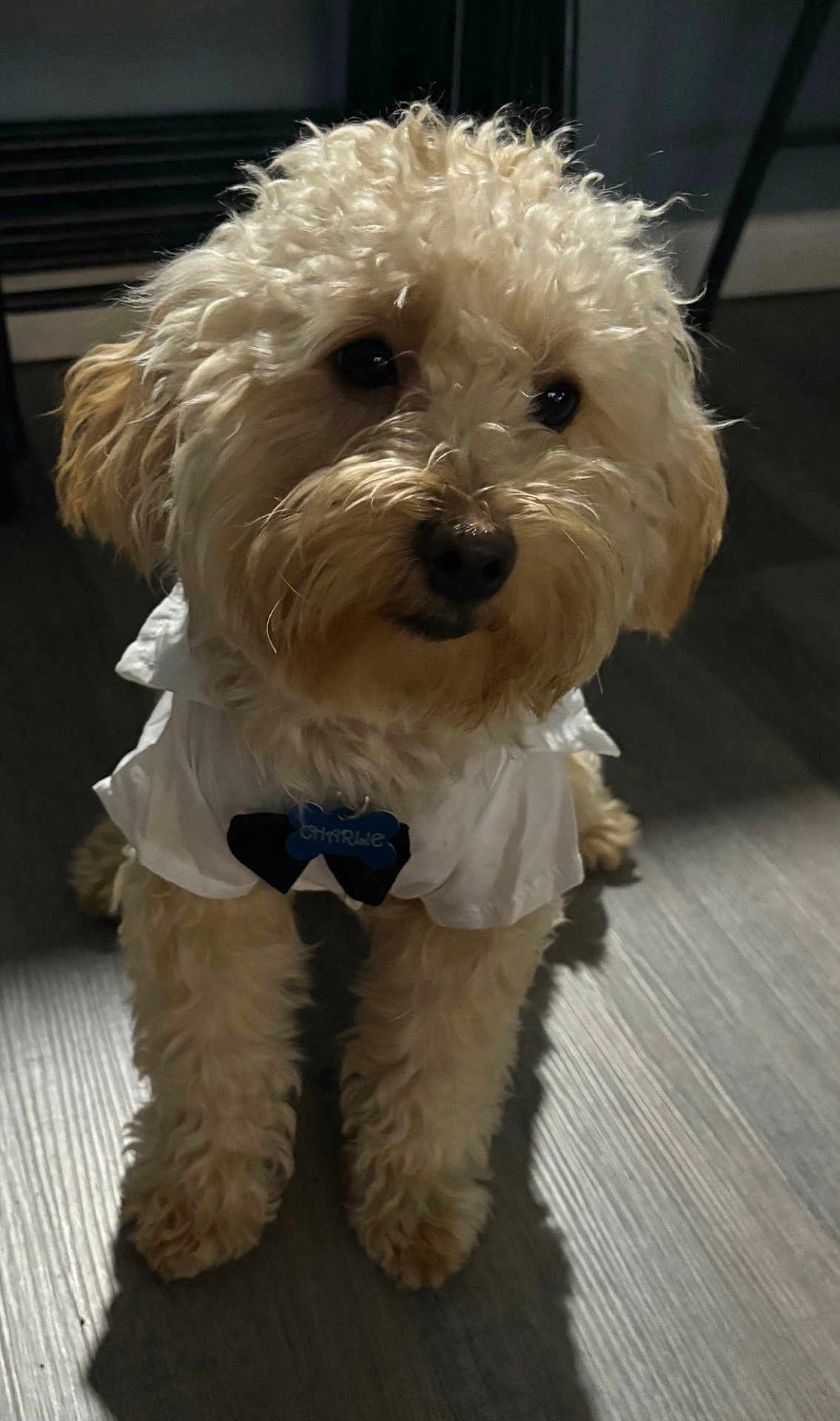 Charlie is registered to the contest to win money with this photo: dog, pet, curly_fur, bow_tie, shirt, indoor, wooden_floor, cute, small_dog, fluffy, animal, portrait, facing_camera, domestic_animal, standing, adorable, close_up, companion, pet_clothing, light_shadow