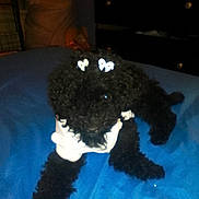 Blossom is registered to the contest to win money with this photo: adorable, animal, bed, black_dog, blue_bedspread, bow, clothing, companion, curly_fur, cute, dog, domestic_animal, fluffy, fur, indoor, pet, poodle, resting, small_dog, white_bow