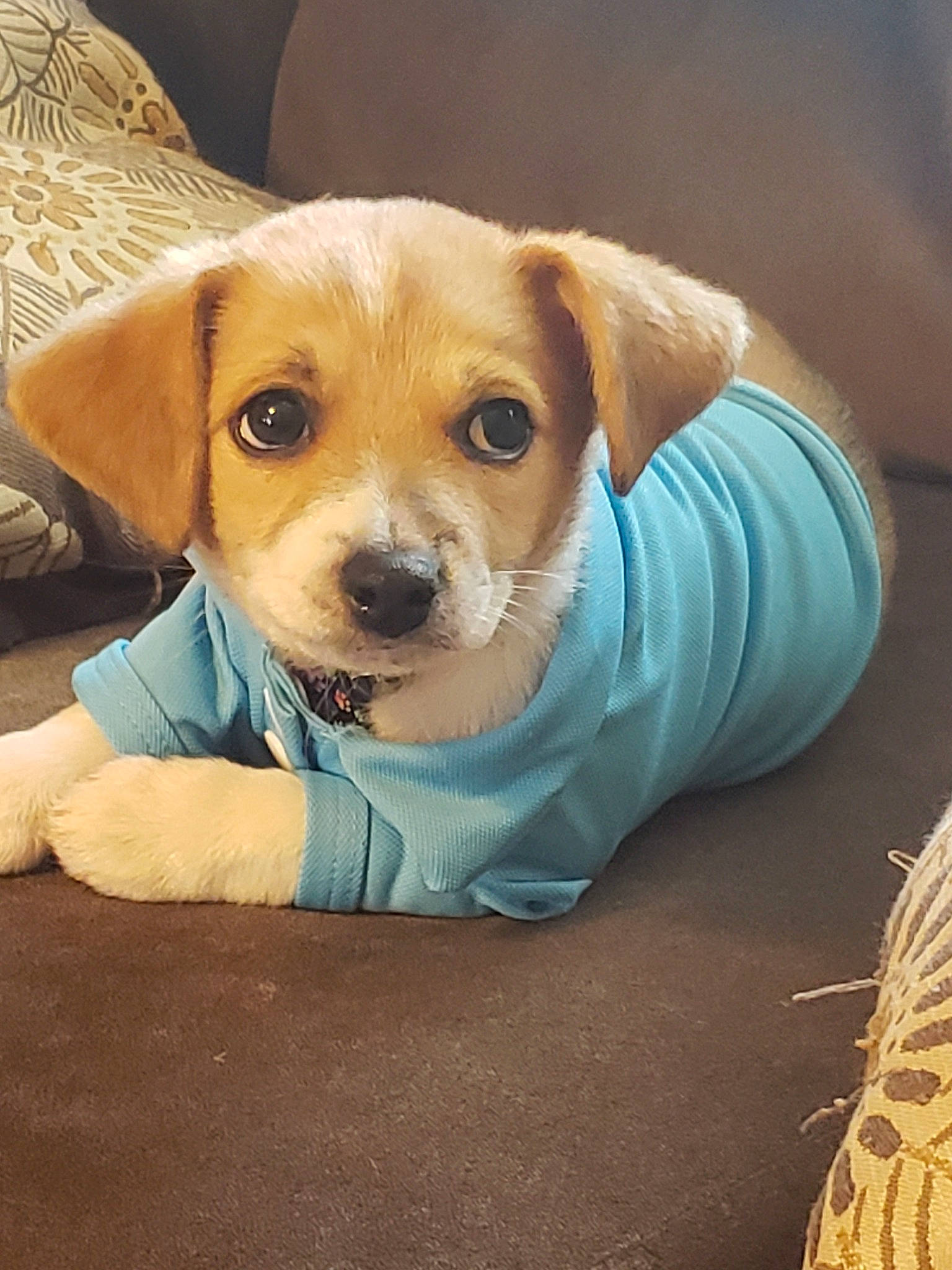 Roscoe is registered to the contest to win money with this photo: canidae, carnivore, companion_dog, dog, dog_breed, fawn, mammal, puppy, puppy_love, rare_breed_dog, russell_terrier, snout, sporting_group, vertebrate, whiskers