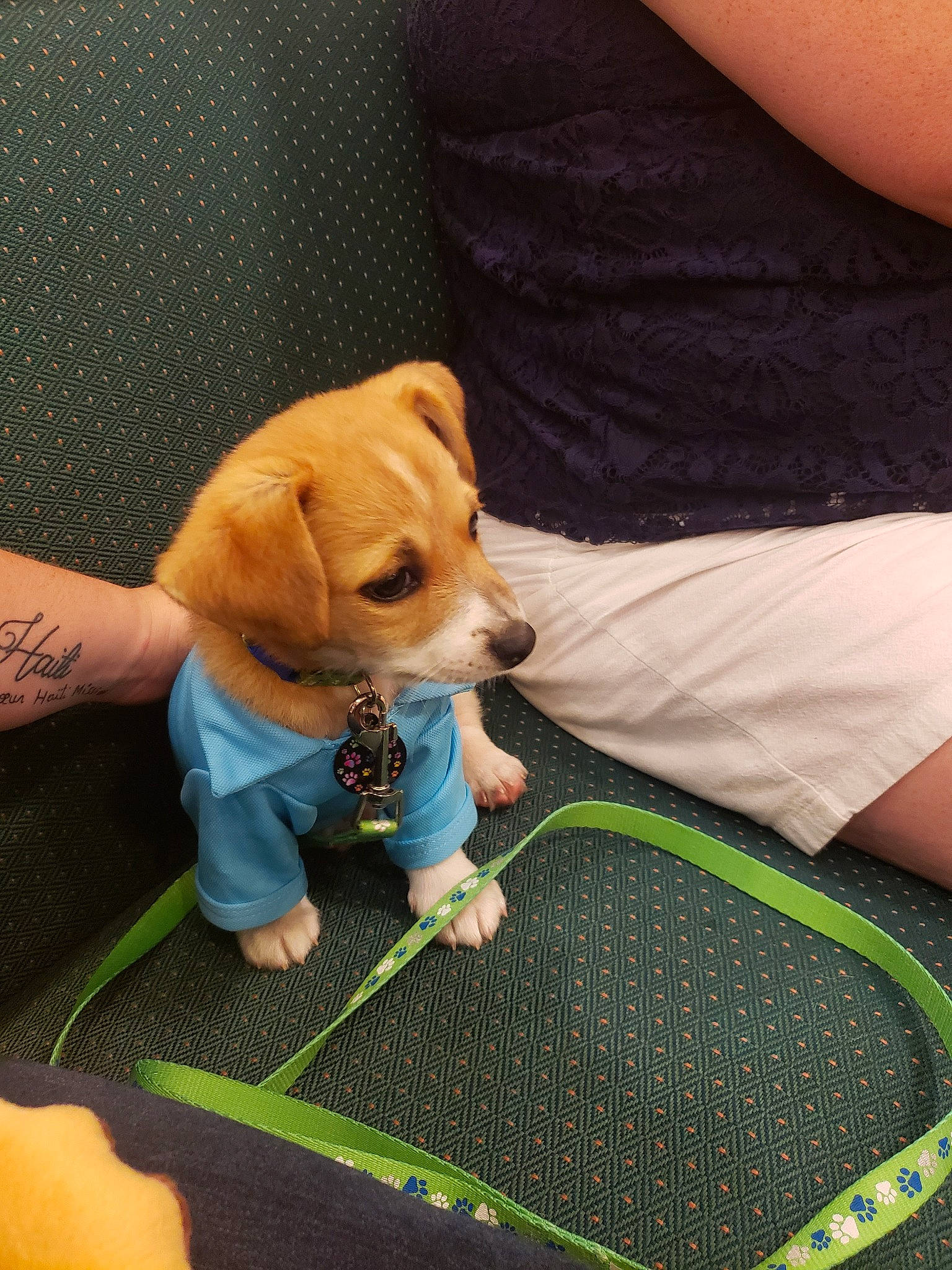 Roscoe joined the competition — help win amazing prizes! canidae, carnivore, companion_dog, dog, dog_breed, fawn, hand, puppy, sporting_group