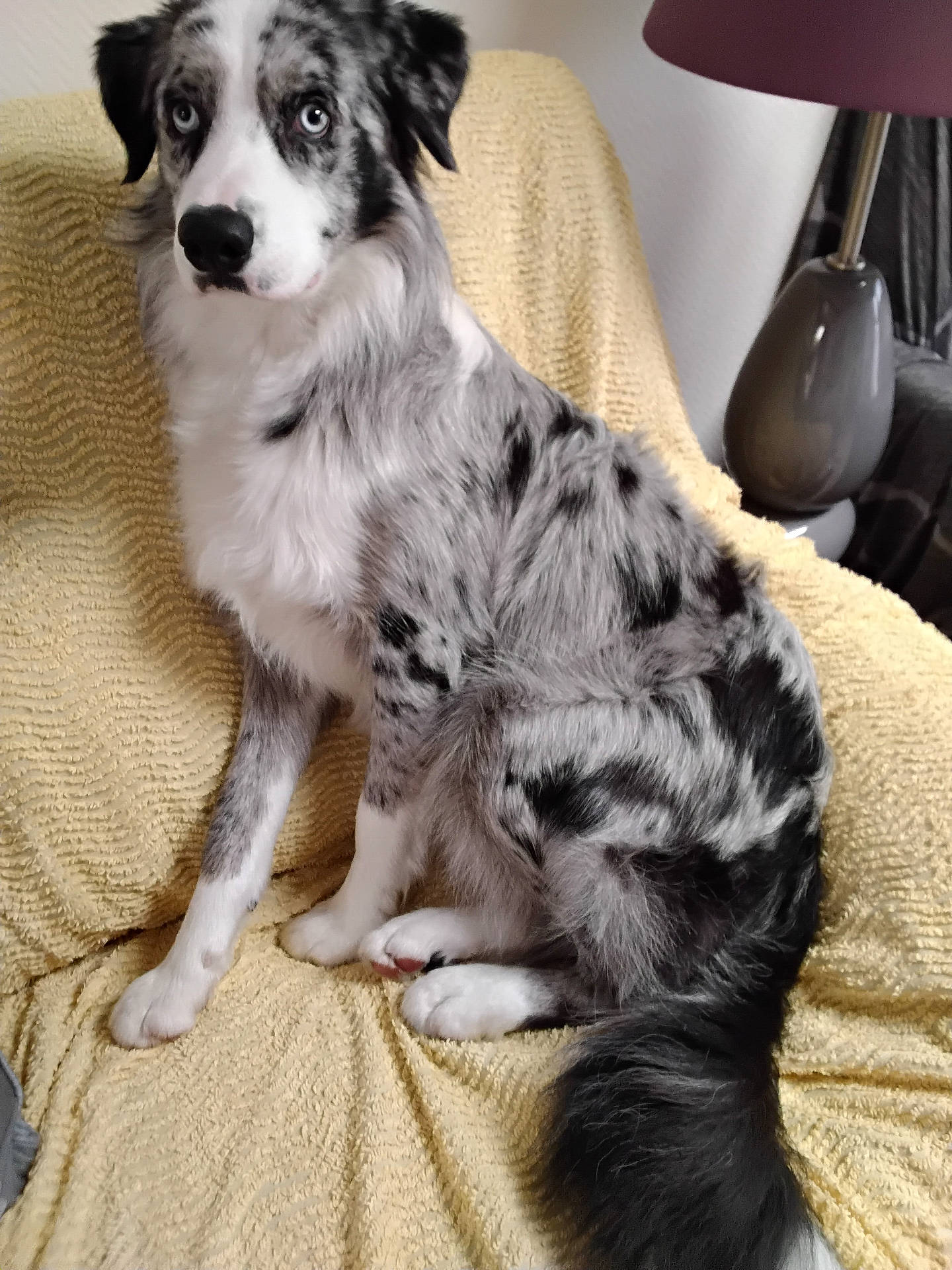Yuki a rejoint le concours — aidez-le/la à gagner de superbes lots ! animal, blanket, blue_eyes, canine, cozy, dog, domestic, ears, fur, furniture, house, indoor, lamp, looking_away, merle_coat, pet, portrait, sitting, tail, yellow_blanket