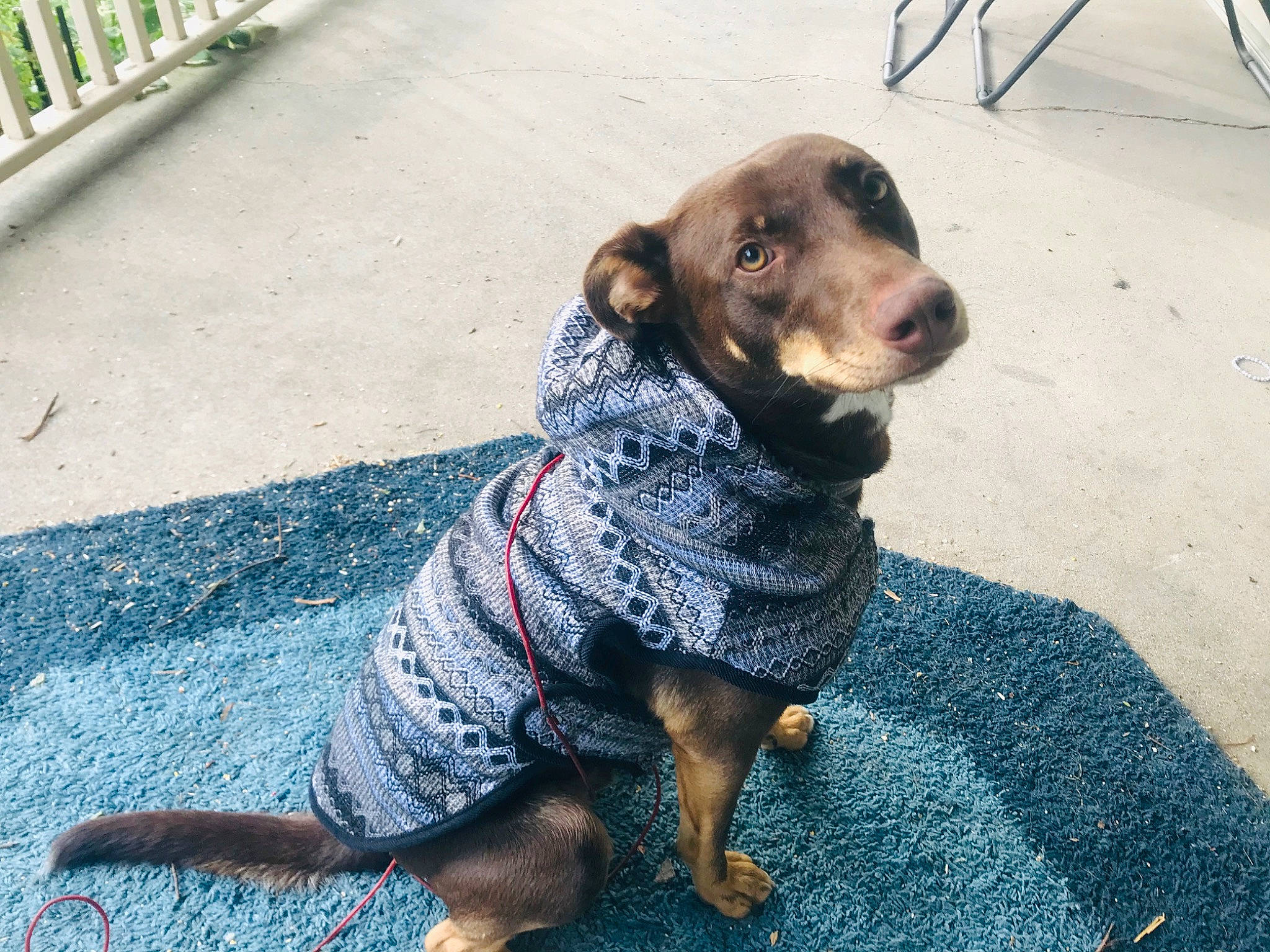 Cooper joined the competition — help win amazing prizes! canidae, carnivore, companion_dog, dachshund, dog, dog_breed, dog_clothes, mammal, puppy, rare_breed_dog, snout, sporting_group, working_dog