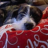 animal, black, closeup, cozy, cushion, dog, fabric, fur, home, indoor, mammal, pattern, pet, pillow, red, relaxation, resting, sleepy, snout, white