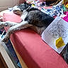 animal, bed, black_and_white, casual, coloring_page, cozy, dog, fabric, furry, indoor, lying_down, napping, paper, pink, relaxing, room, sleeping, sticky_note, stuffed_animals, toy