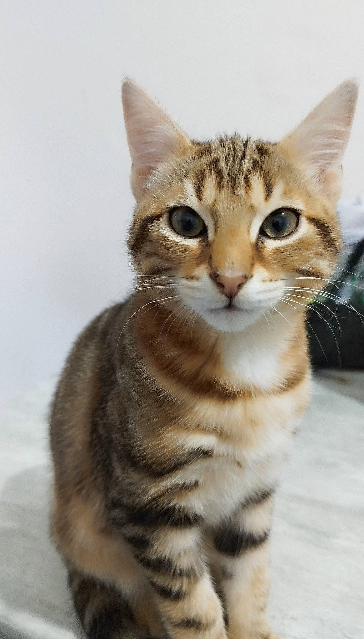 Uko participe au concours pour gagner de l'argent avec cette photo : carnivore, cat, domestic_short_haired_cat, eye, fawn, felidae, fur, paw, small_to_medium_sized_cats, tail, terrestrial_animal, whiskers, wildlife, window