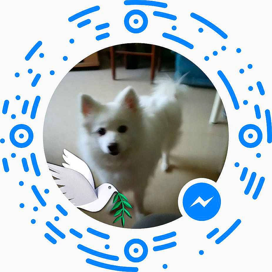 Eve participe au concours pour gagner de l'argent avec cette photo : american_eskimo_dog, canadian_eskimo_dog, canidae, carnivore, companion_dog, dog, dog_breed, german_spitz_mittel, indian_spitz, japanese_spitz, kishu, mammal, puppy, rare_breed_dog, samoyed, spitz, vertebrate, volpino_italiano