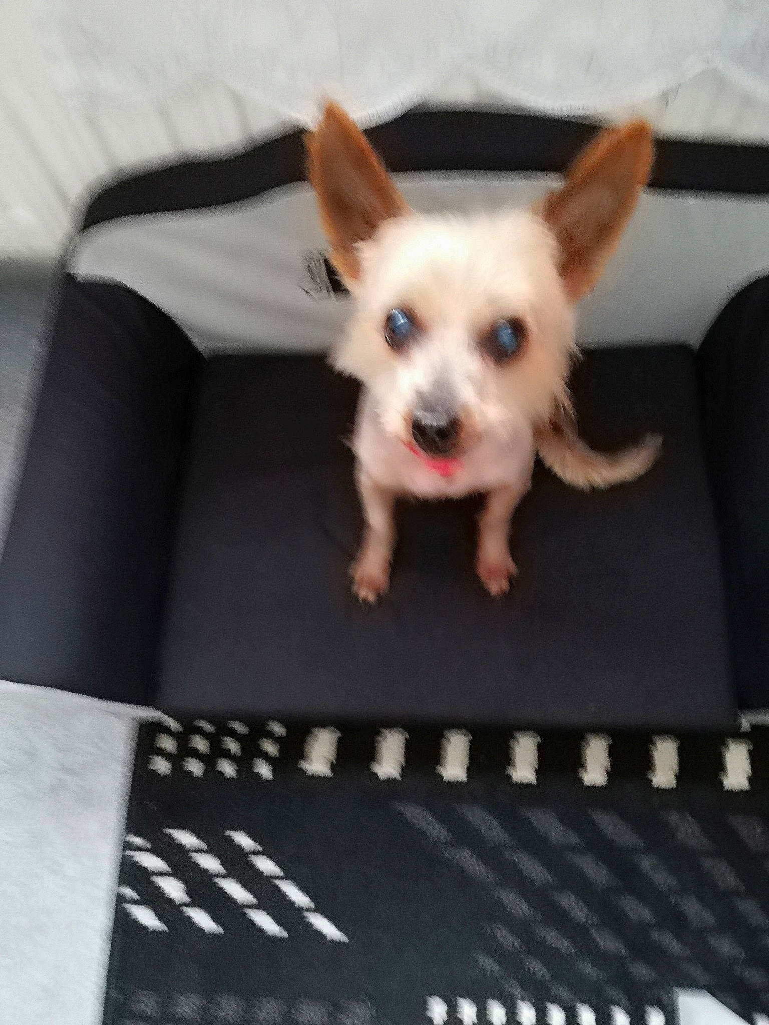 Eve participe au concours pour gagner de l'argent avec cette photo : canidae, carnivore, chihuahua, companion_dog, dog, dog_breed, ear, fawn, mammal, puppy, skin, small_terrier, terrier, toy_dog, vertebrate, west_highland_white_terrier, yorkshire_terrier