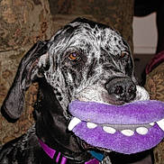 Bella is registered to the contest to win money with this photo: