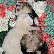 Weasel And Babygirl is registered to the contest to win money with this photo: