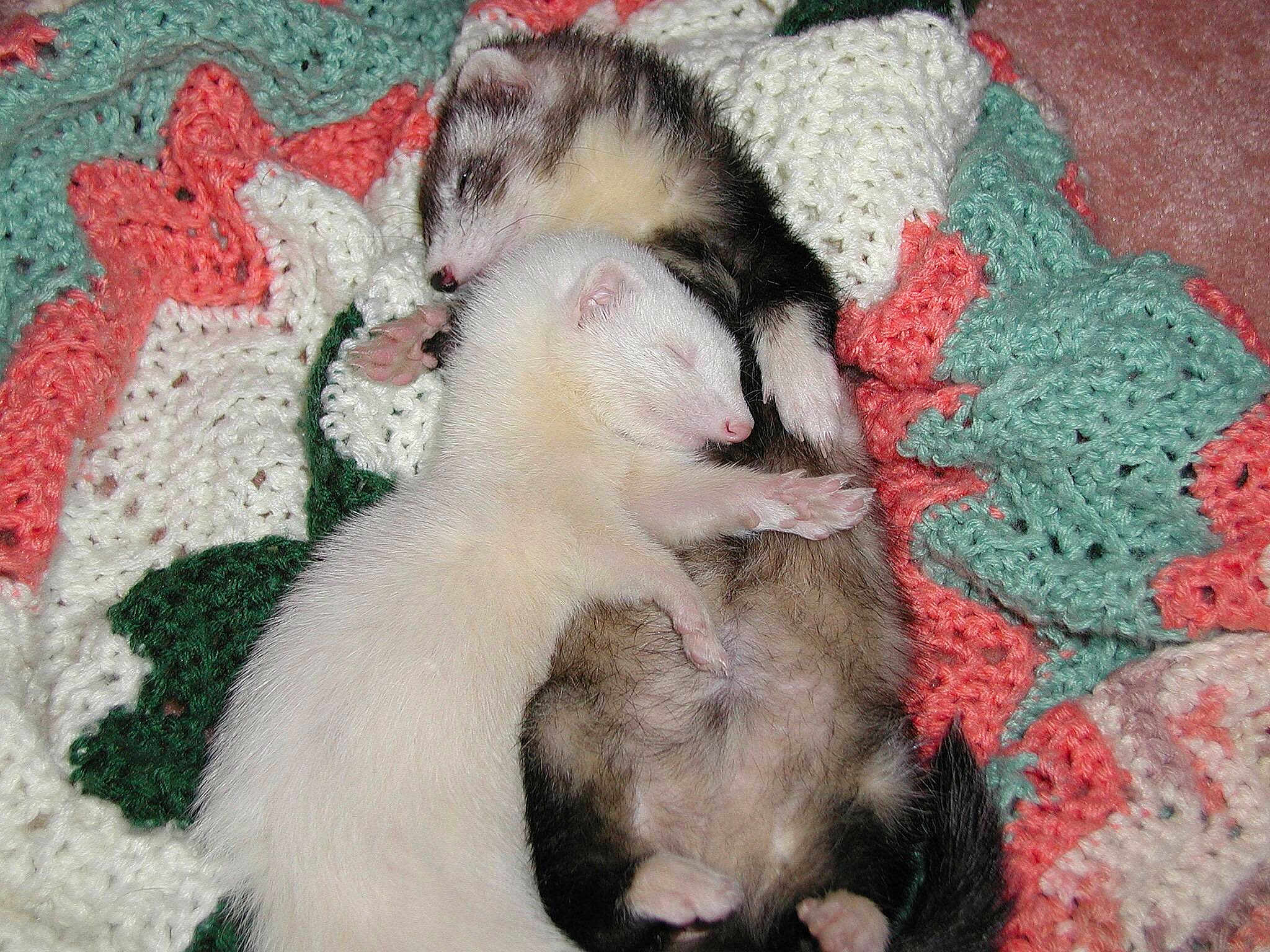 Weasel And Babygirl