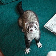Weasel is registered to the contest to win money with this photo: