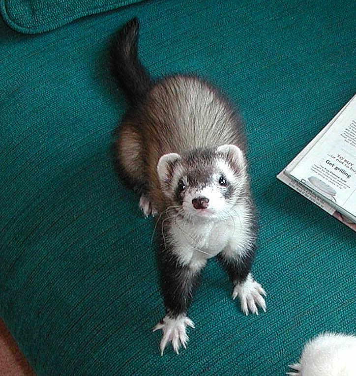 Weasel
