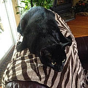 Simba The Bat Cat is registered to the contest to win money with this photo: