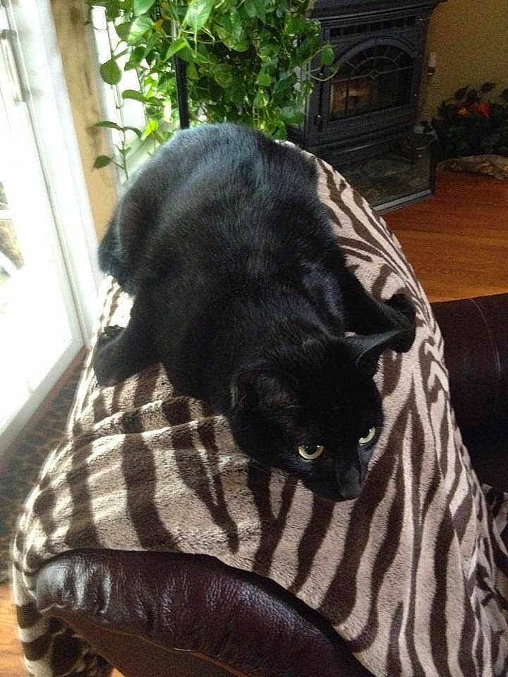 Simba The Bat Cat