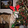 Brutus is registered to the contest to win money with this photo: