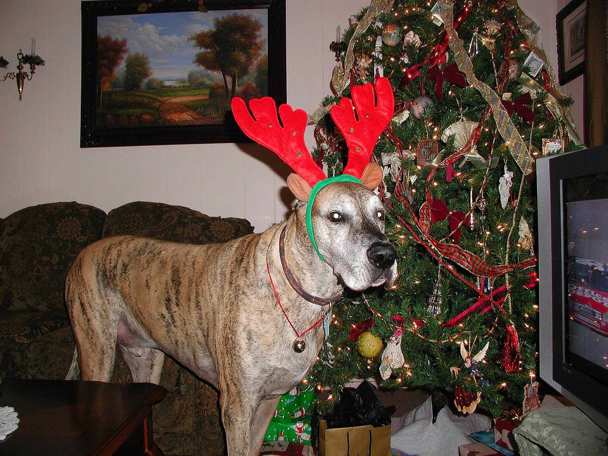 Brutus