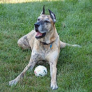 Brutus joined the competition — help win amazing prizes!