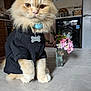 Teddy joined the competition — help win amazing prizes! cat, orange_cat, pet, furry, sweater, clothing, collar, tag, kitchen, countertop, flowers, vase, pink_flowers, plant, indoor, furniture, appliance, cute, animal, portrait