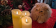 Teddy is registered to the contest to win money with this photo: cat, fluffy_cat, candles, holiday_decor, christmas, red_tablecloth, pinecones, berries, ornaments, indoor, festive, decorations, warm_light, curious_cat, feline, table, cozy, soft_fur, closeup, pet