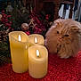 cat, fluffy_cat, candles, holiday_decor, christmas, red_tablecloth, pinecones, berries, ornaments, indoor, festive, decorations, warm_light, curious_cat, feline, table, cozy, soft_fur, closeup, pet