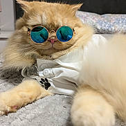 Teddy is registered to the contest to win money with this photo: cat, fluffy, ginger, sunglasses, blue_lenses, white_shirt, paw_print, pet, indoor, blanket, close_up, cute, relaxed, fur, animal, mammal, paws, portrait, resting, accessory