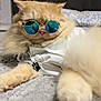 cat, fluffy, ginger, sunglasses, blue_lenses, white_shirt, paw_print, pet, indoor, blanket, close_up, cute, relaxed, fur, animal, mammal, paws, portrait, resting, accessory
