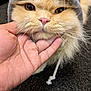 Teddy is registered to the contest to win money with this photo: cat, fluffy, hoodie, hand, close_up, pet, fur, whiskers, pink_nose, eyes, cozy, cute, domestic_animal, indoor, animal, mammal, portrait, holding, soft, texture