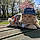 Teddy