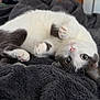 cat, gray_and_white, lying_down, fluffy_blanket, curious_eyes, paws, pet, indoor, cozy, soft_texture, feline, whiskers, relaxed, cute, close_up, animal, fur, playful, bedroom, domestic