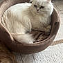 cat, white_cat, fluffy, pet_bed, brown_bed, rug, indoor, feline, animal, resting, relaxed, tail, fur, home, cozy, soft, cute, companion, domestic, quiet