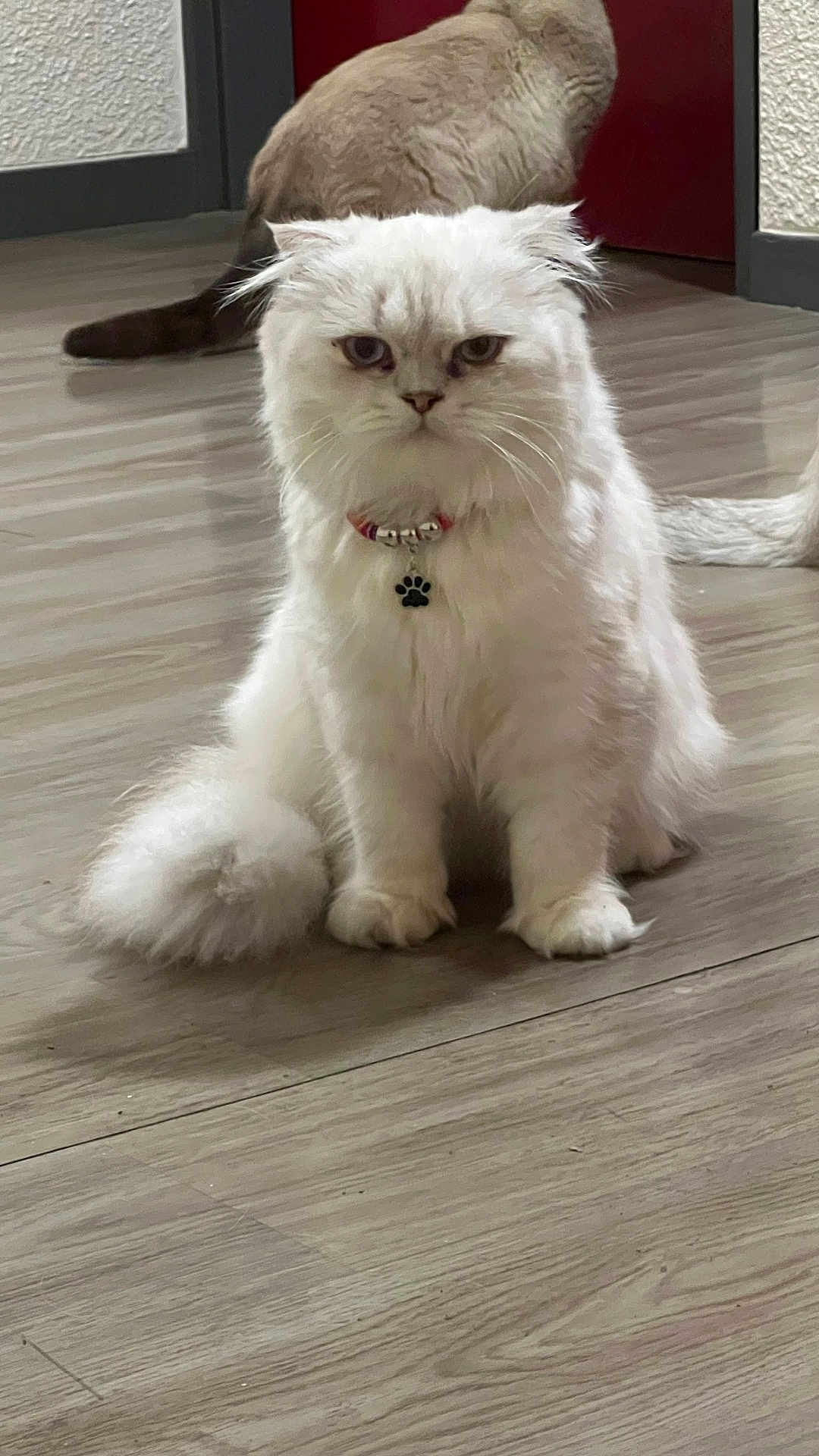 Poushistik a rejoint le concours — aidez-le/la à gagner de superbes lots ! cat, white_cat, fluffy, indoor, wooden_floor, collar, paw_pendant, sitting, pet, animal, fur, background_cat, door, floor, domestic_cat, two_cats, serious_expression, cute, feline, home