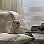 Poushistik participe au concours pour gagner de l'argent avec cette photo : cat, white_cat, fluffy_cat, indoor, chair, cushion, patterned_fabric, books, table, pearls, curtains, window, natural_light, furniture, relaxed, pet, cozy, home_interior, decor, resting