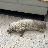 Poushistik participe au concours pour gagner de l'argent avec cette photo : cat, fluffy, sleeping, rug, couch, pillows, book, living_room, cozy, relaxed, indoor, white, cream, furniture, home_decor, pet, resting, calm, soft, textured