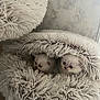 kitten, cat, furry, fluffy, pet_bed, cozy, indoor, cute, animal, white, young, resting, fur, soft, two, hiding, home, comfort, small, nest
