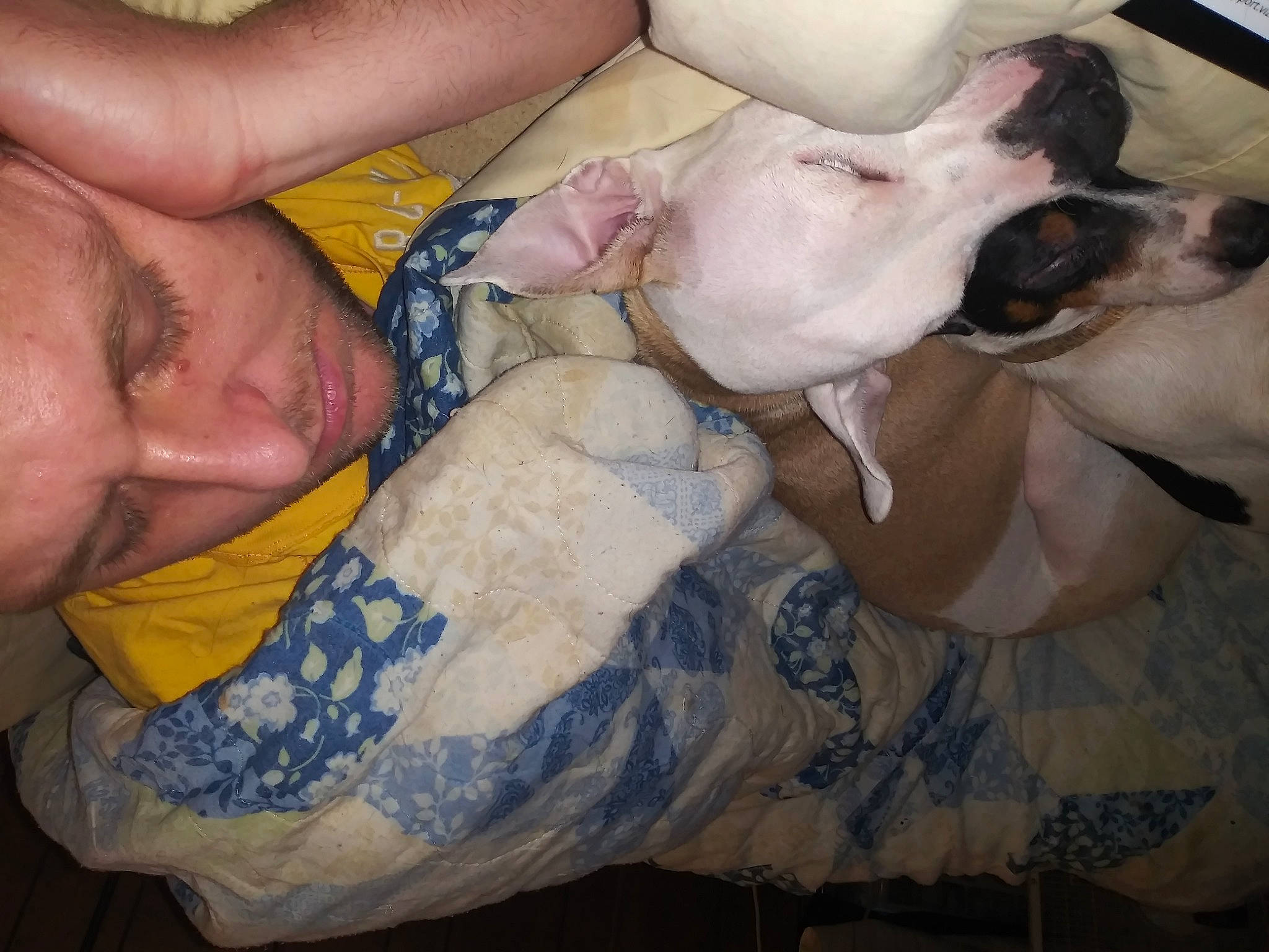 Dixie is registered to the contest to win money with this photo: carnivore, comfort, companion_dog, dog, dog_breed, ear, fawn, finger, gesture, hand, linens, military_camouflage, nail, pattern, paw, thumb, toy_dog, working_animal, wrinkle, wrist