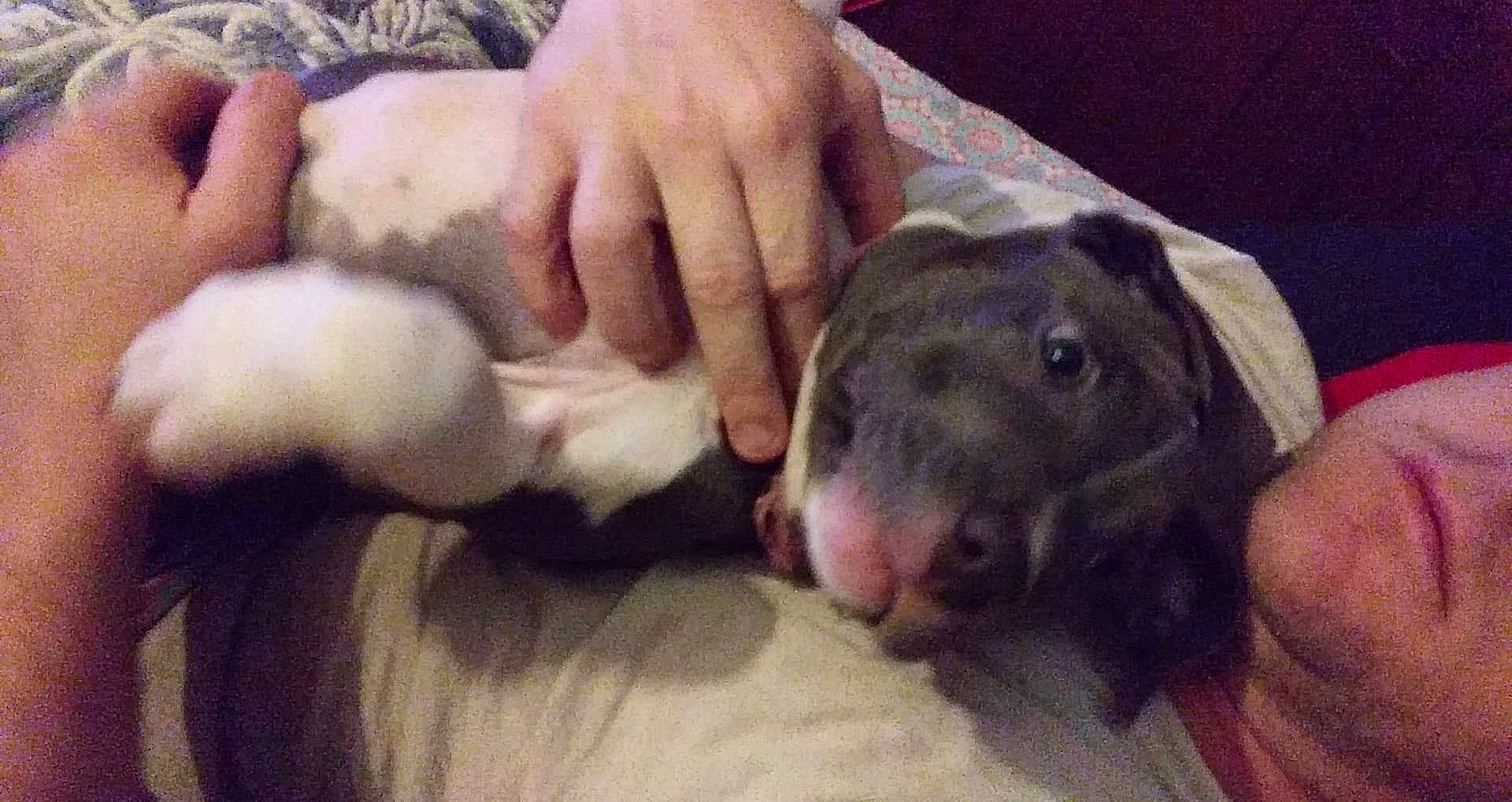 Roxy is registered to the contest to win money with this photo: canidae, carnivore, comfort, companion_dog, dog, dog_breed, ear, finger, flesh, fur, gesture, liver, nail, paw, pointing_breed, snout, sporting_group, whiskers, working_animal, wrinkle