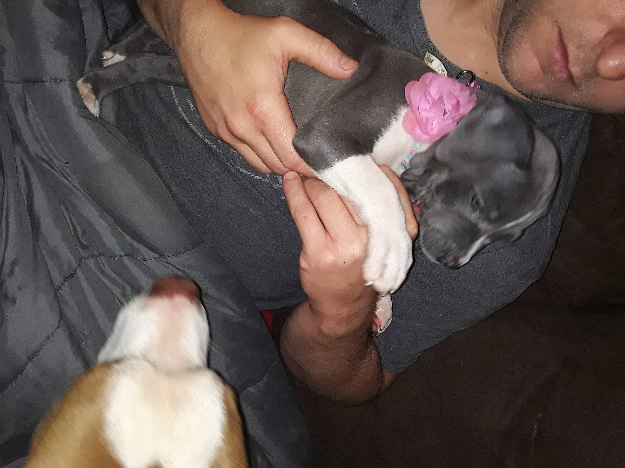 Roxy joined the competition — help win amazing prizes! comfort, dog_breed, ear, eyelash, fawn, finger, gesture, hair, hand, happy, human_body, lap, leg, mammal, mouth, nail, skin, thumb, vertebrate, wrist