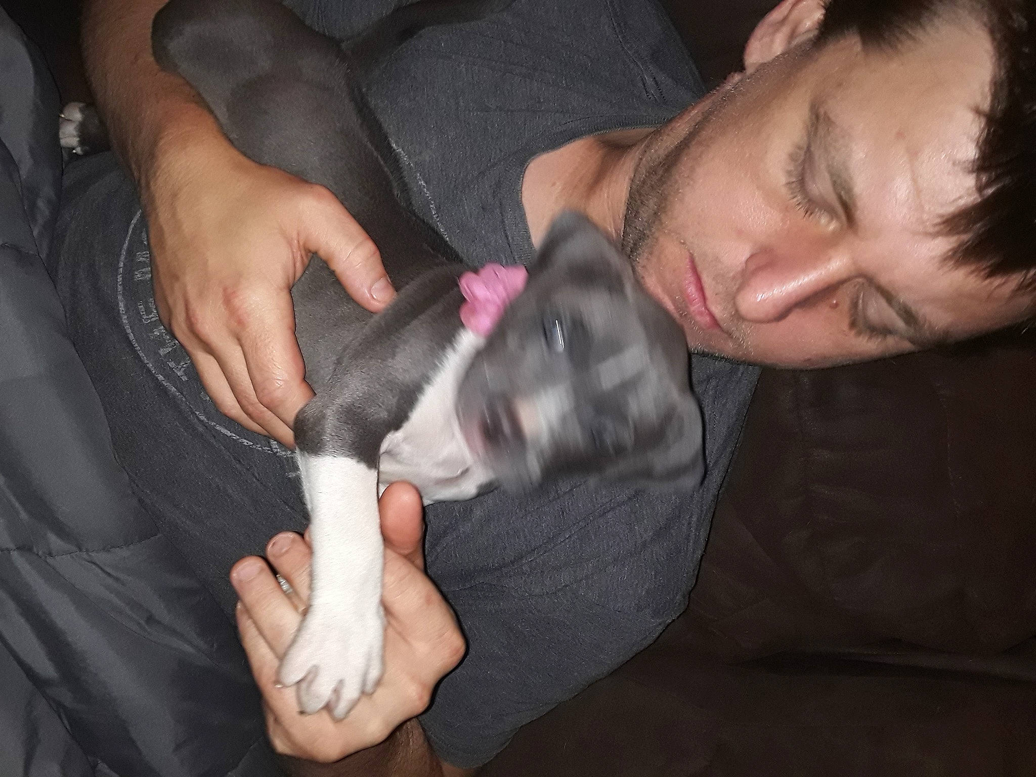 Roxy is registered to the contest to win money with this photo: canidae, carnivore, cat, comfort, companion_dog, darkness, dog_breed, domestic_short_haired_cat, ear, fawn, felidae, finger, flash_photography, fur, gesture, hand, lap, nail, small_to_medium_sized_cats, whiskers