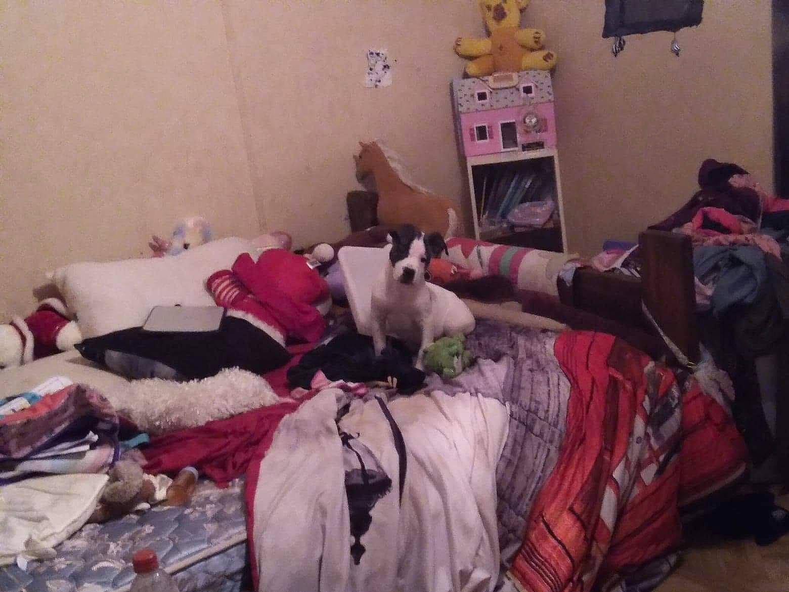 Anna is registered to the contest to win money with this photo: bed, bed_sheet, bedding, bedroom, carmine, comfort, companion_dog, event, felidae, flooring, fur, house, linens, magenta, pink, purple, room, small_to_medium_sized_cats, stuffed_toy, toy