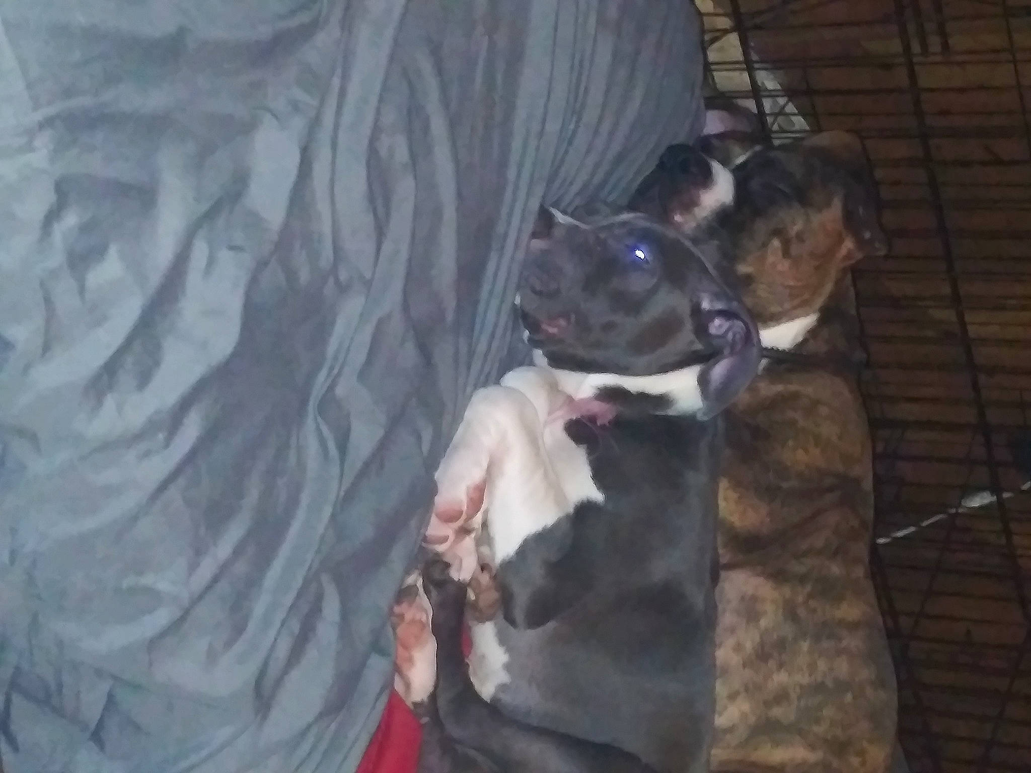 Cookie is registered to the contest to win money with this photo: canidae, carnivore, companion_dog, dog, dog_breed, fawn, felidae, formal_wear, fun, fur, gesture, guard_dog, small_to_medium_sized_cats, snout, sporting_group, tail, toy_dog, weimaraner, whiskers, working_animal