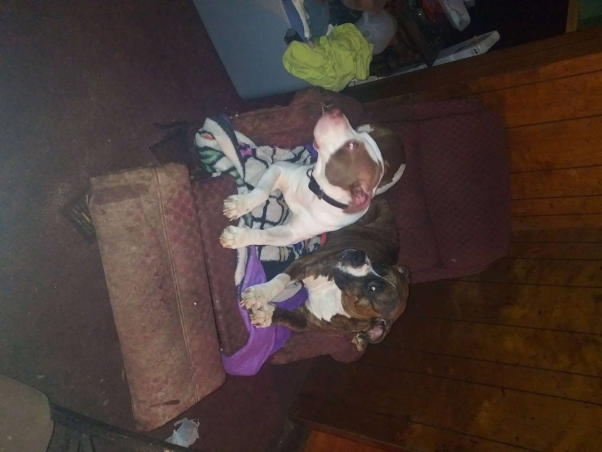 Cookie is registered to the contest to win money with this photo: canidae, carnivore, child, comfort, companion_dog, darkness, dog_breed, fawn, flooring, fun, hardwood, lap, purple, room, sitting, space, sporting_group, tail, tree, wood