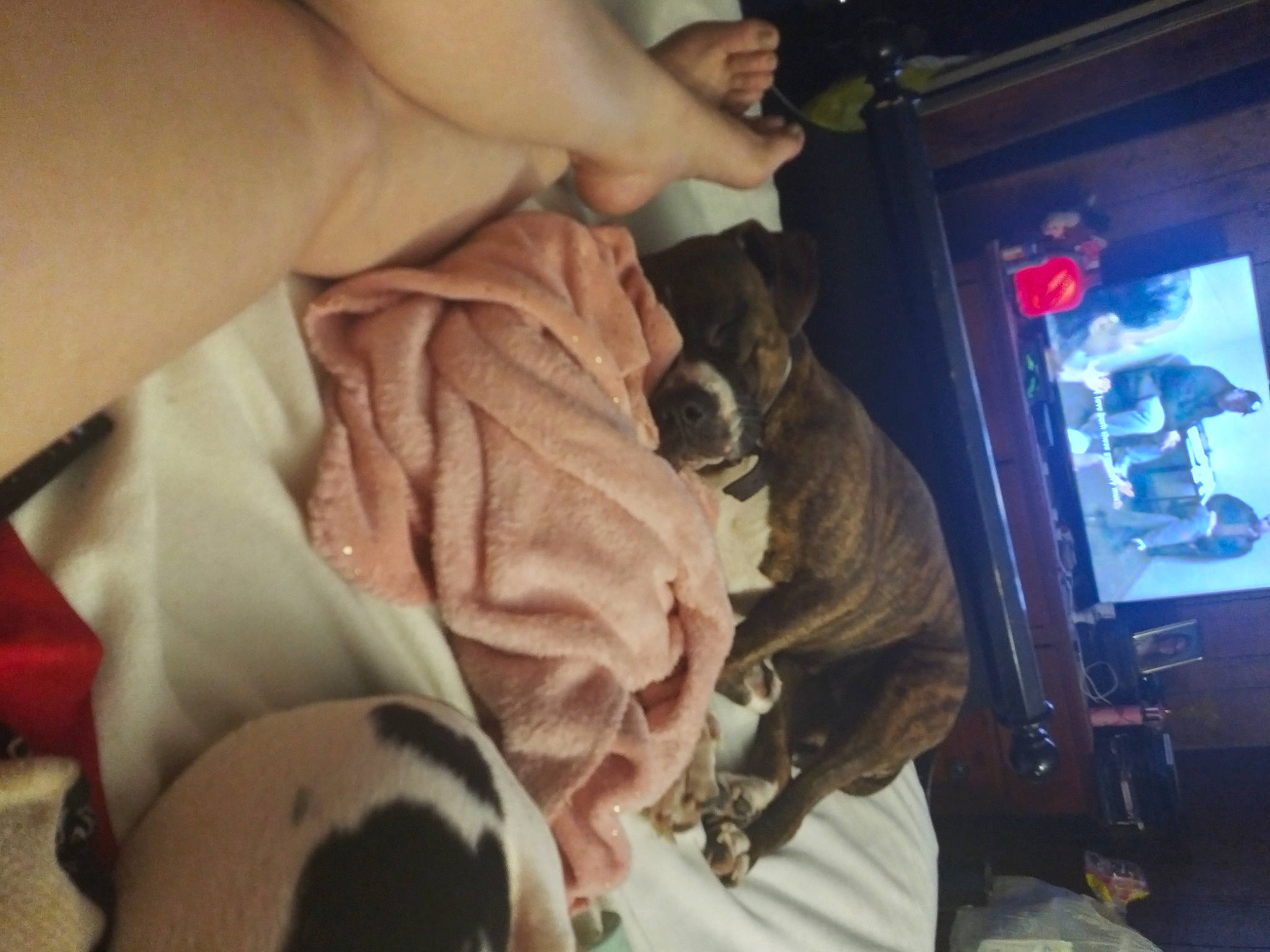 Cookie joined the competition — help win amazing prizes! canidae, carnivore, child, comfort, companion_dog, display_device, dog, dog_breed, fawn, felidae, flesh, fur, jaw, nail, non_sporting_group, room, snout, sporting_group, thumb, toy_dog