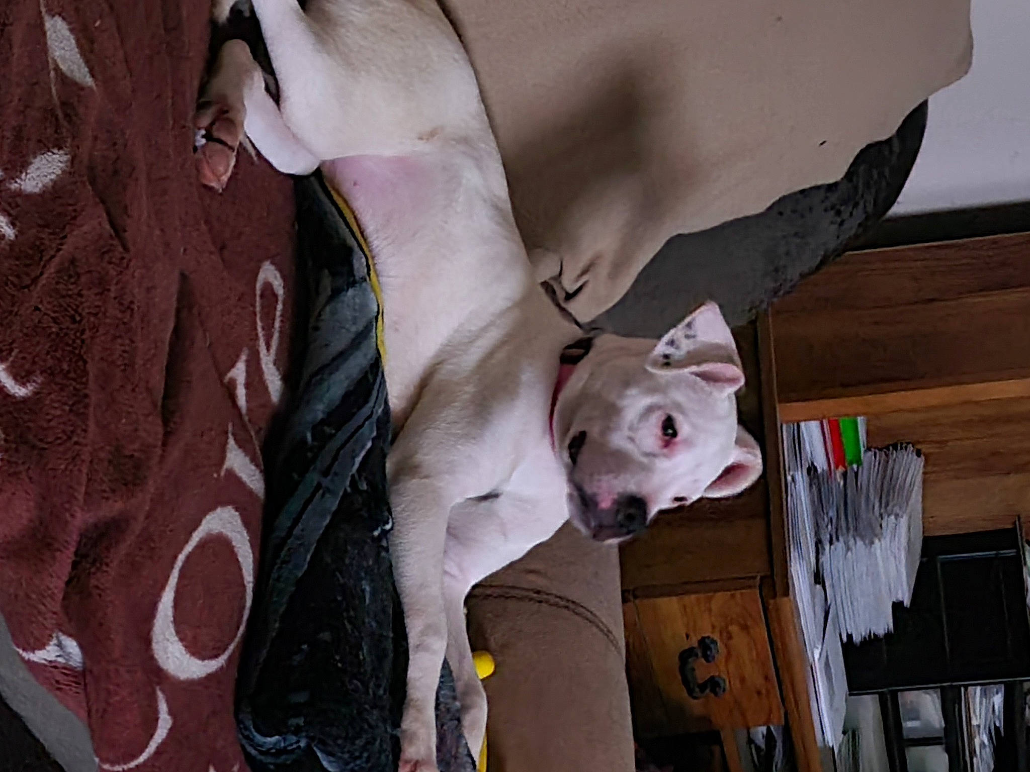 Elsa joined the competition — help win amazing prizes! carnivore, companion_dog, dog, dog_breed, eyewear, fawn, flesh, foot, fun, fur, house, human_leg, magenta, pink, street_fashion, sunglasses, tail, tie, tree, visual_arts